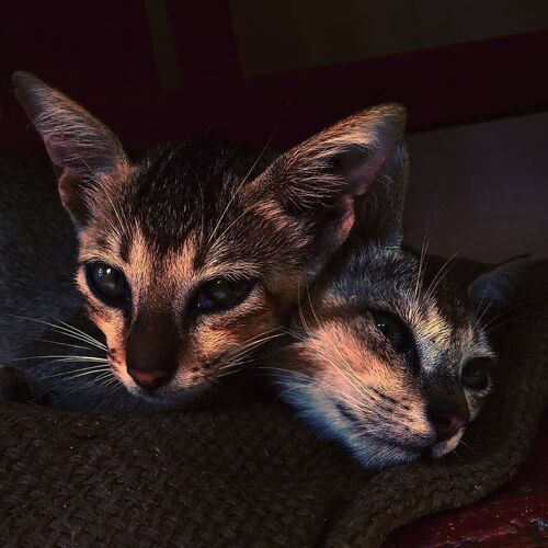 Photo #5097537