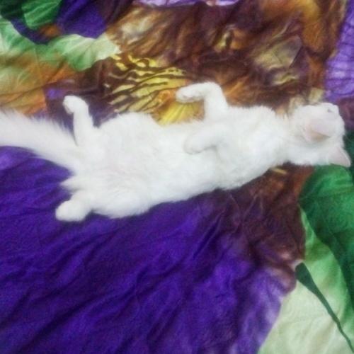 Photo #5098080
