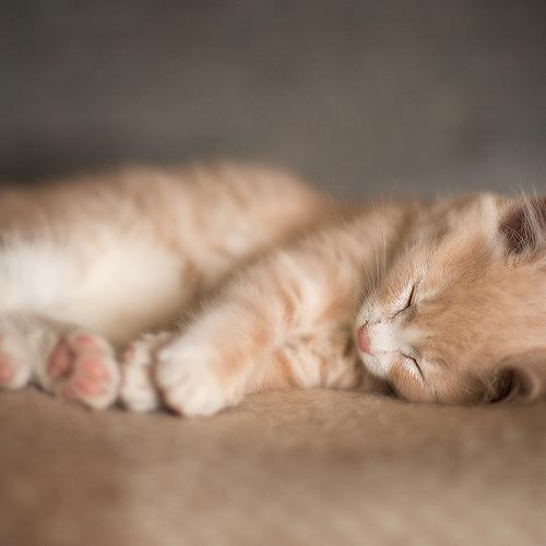 Photo #5098132