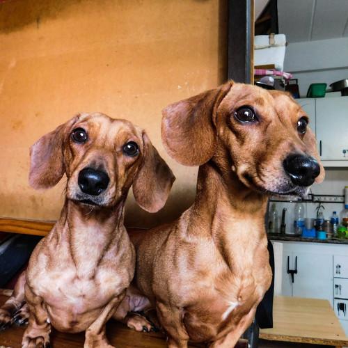 Carlotta y Nala