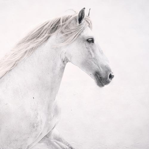 white perfect