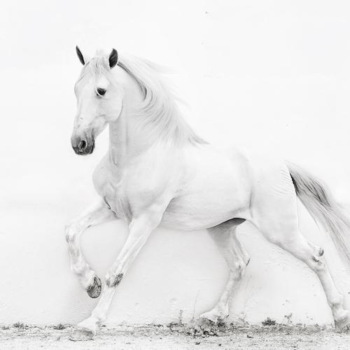 power of Andalusian