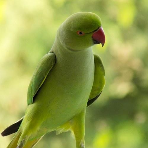 Photo #5099035