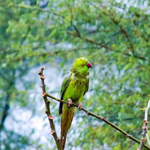 Photo #5099039