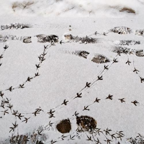 Footprints on snowbed