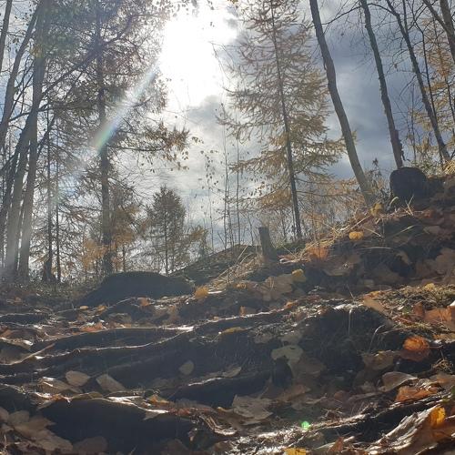 Тропа к зимовью