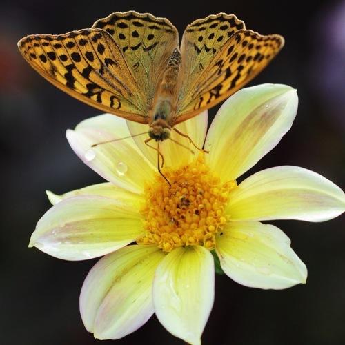 Photo #5100132