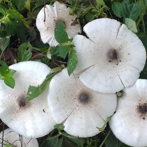 Photo #5100480
