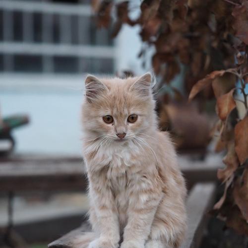 Photo #5101111