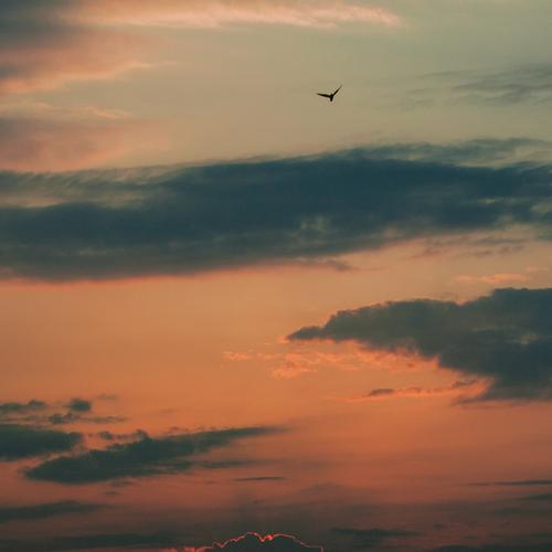 Photo #5101857