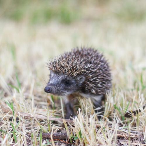 Photo #5101858