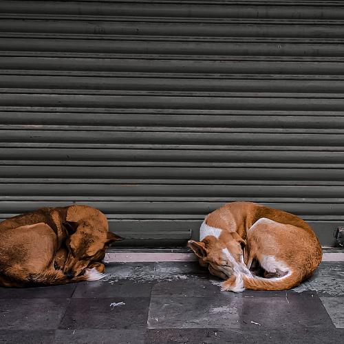 Street dogs