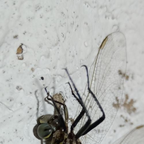 Photo #5103071