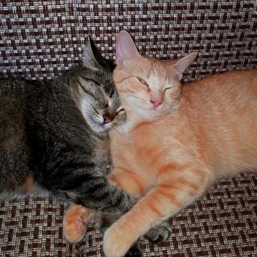 Photo #5103081
