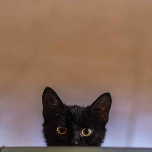 Photo #5103109
