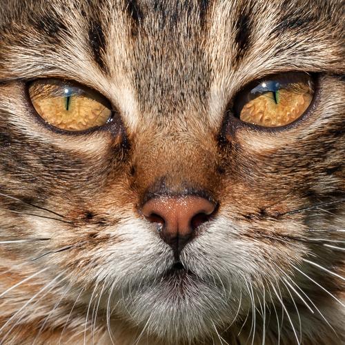 Photo #5104251