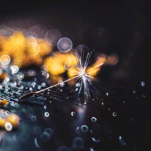 Photo #5104491