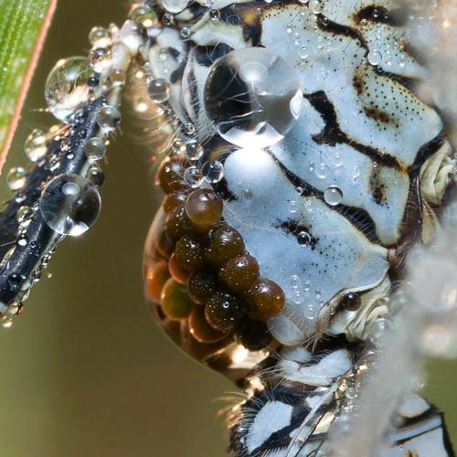 Photo #5104497