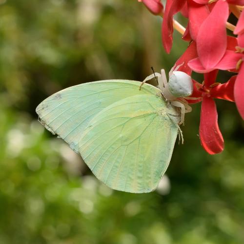 Photo #5104500