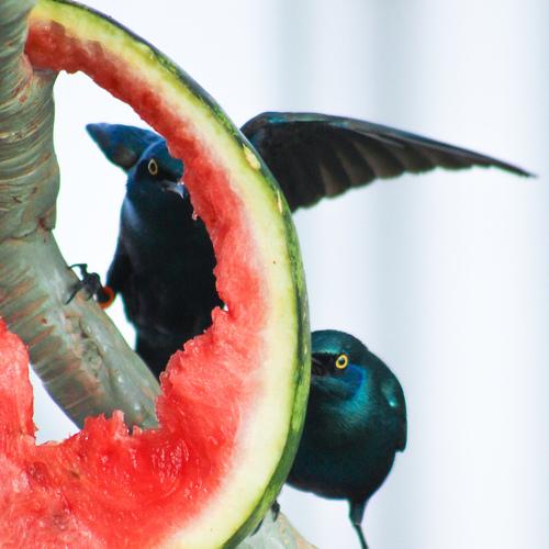 Photo #5105387
