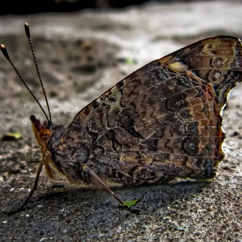 Photo #5105605