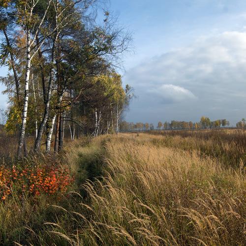 Перелески.