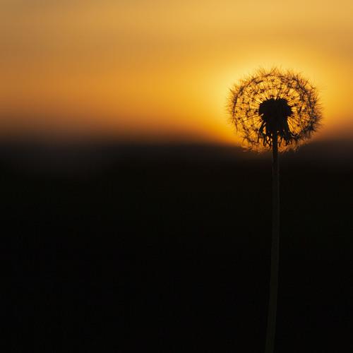 Photo #5106178