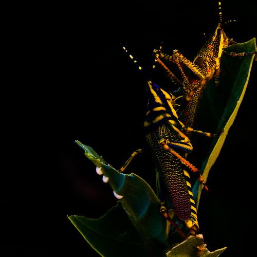 Grasshoppers