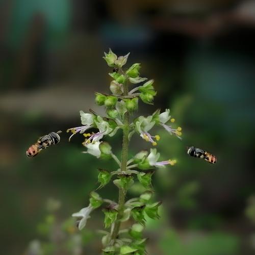 Busy Hoverflies.