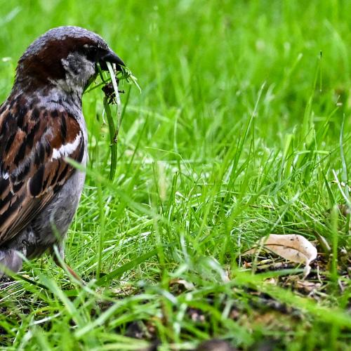 Sparrow