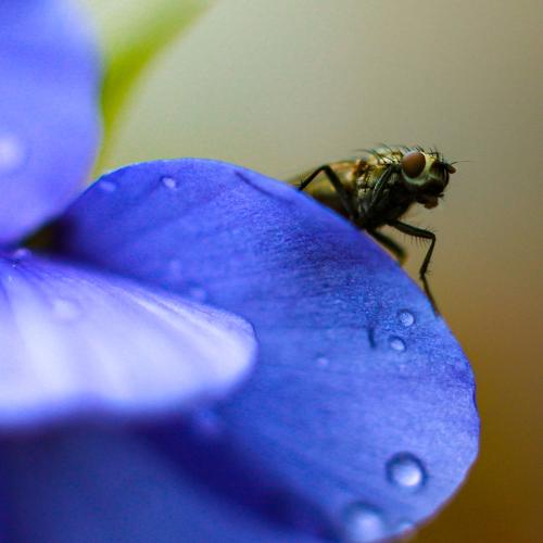Сонливая муха/Sleepy fly