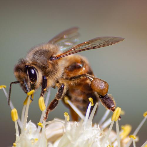 Photo #5108207