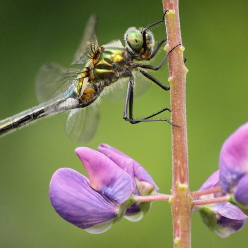Photo #5108246