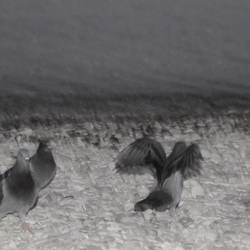 Photo #5108343