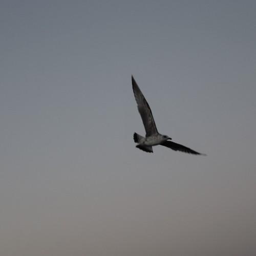 Photo #5108346