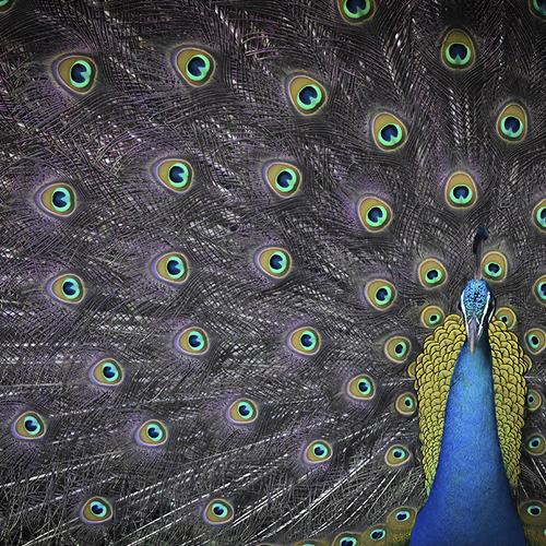 Photo #5108431