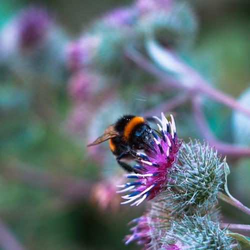 Photo #5108445