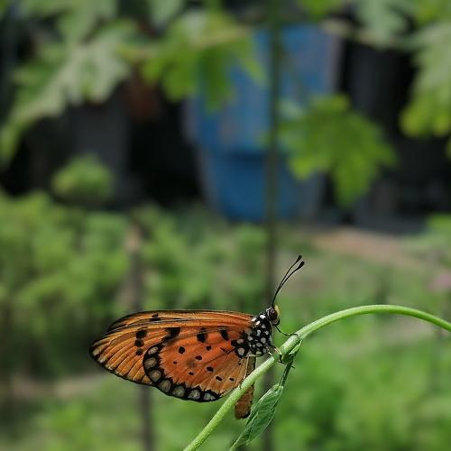 Tawny Coster butterfly