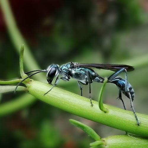 Blue Mud dauber