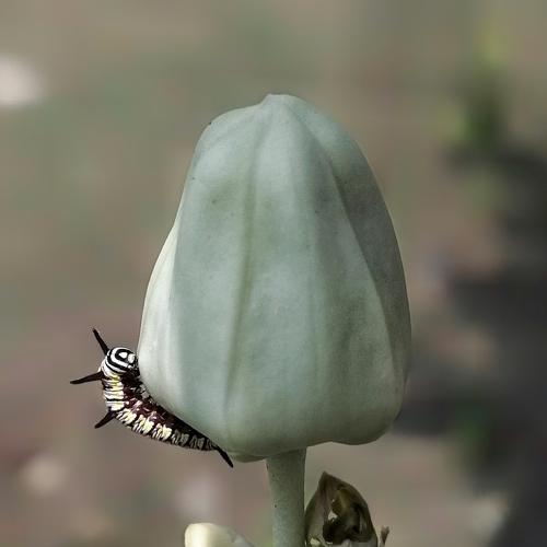 Catterpillar on Datura flowers buds.