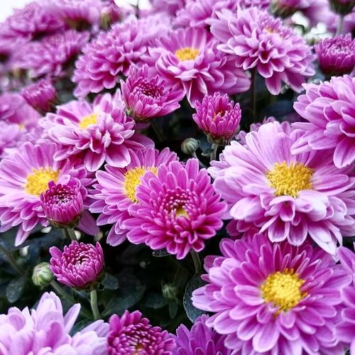 Chrysanthemum