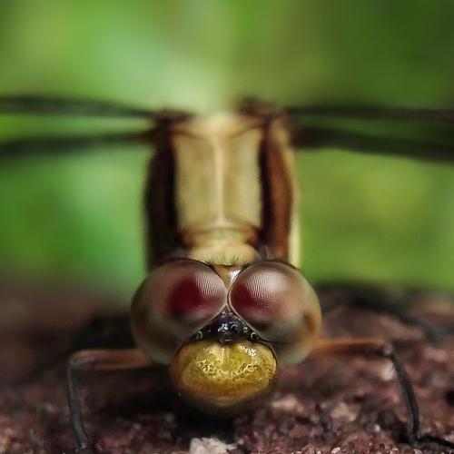 Photo #5110818