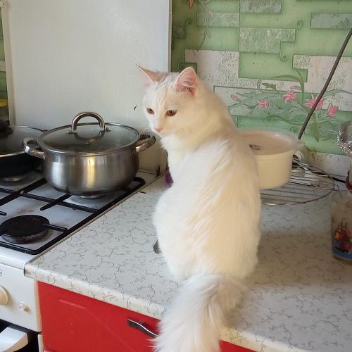 Photo #5110830