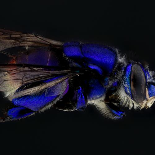 Euglossa sp. Orchid Bee