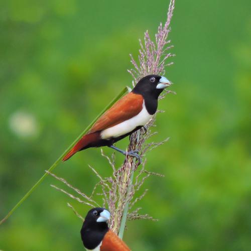 A Pair of Tricolour Munia...