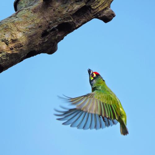 Hovering of Coppersmith Barbet...