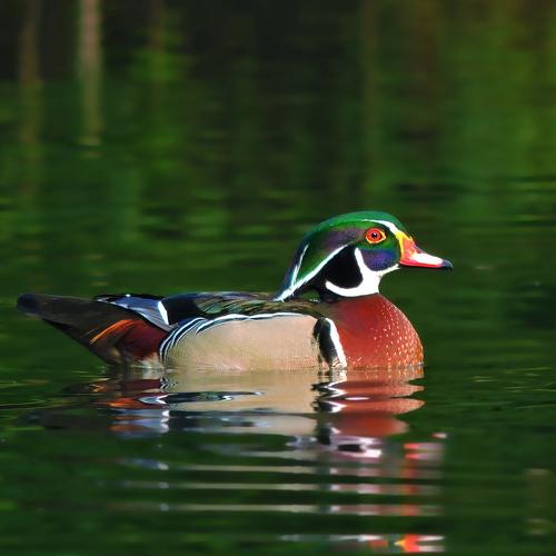 The Floating beauty: North American Wood Duck
