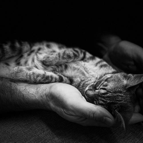 Photo #5114232