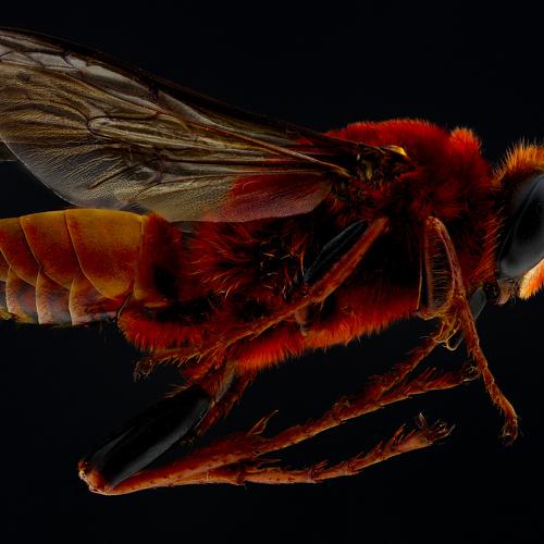 Sphex Latreillei (Pájaro Gallo)