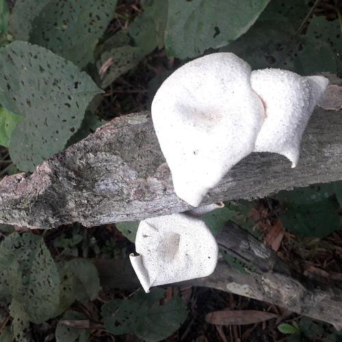 Photo #5114897